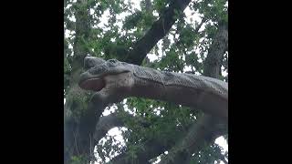 Brachiosaurus at World of Dinosaurs jurassicworld brachiosaurus paradisewildlifepark [upl. by Anen746]