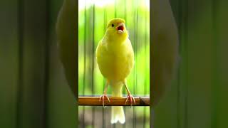 Canaries Singing 021 [upl. by Gnap]