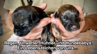 Regen Unwetter Hühner und Hundebabys Ein Lebenszeichen von uns… [upl. by Jordana]