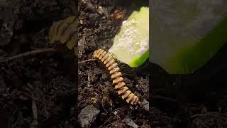 Rare Yellow Dragon Millipede  Care amp Enclosure  3 Species Available  Terrarium Station [upl. by Rugen]