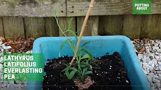 Planting Lathyrus Latifolius Everlasting pea in a container [upl. by Myrvyn]