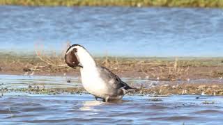 Pintail Duck [upl. by Nerol]