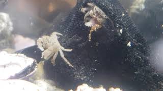 Shore crabs eat bristle worm3 [upl. by Buehrer]