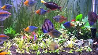 Boesemani Rainbow fish and Discus in a mess Planted Tank  Ikan Rainbow Bosemani Asli Papua [upl. by Autumn]