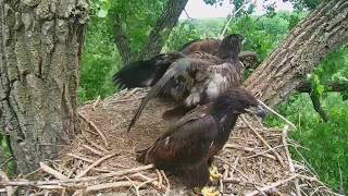 DECORAH EAGLES 🐣🐣🐣 WHOA STOUSH ON THE NEST ◕ PRICELESS LOOK ON EAGLETS FACE ◕ INVISIBLE ME◕ [upl. by Olegnaid]