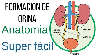 SISTEMA URINARIO TEMA COMPLETO Y RAPIDO [upl. by Krissy]