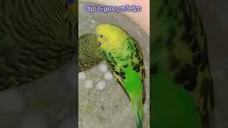 Cage 6  green budgie Pair shorts birds birdslover birdslover budgieslovers budgies [upl. by Sachi]