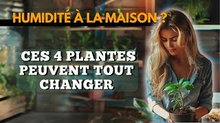 Humidité à la maison  Ces 4 Plantes Peuvent Tout Changer [upl. by Airot595]