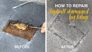 How To Repair An Asphalt Driveway Damaged By Fungi [upl. by Aihsi856]