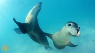 Acalmar a Mente  Música Relaxante e Fundo do Mar ♪ Meditar Música para Dormir Naturaleza Música [upl. by Htnicayh123]