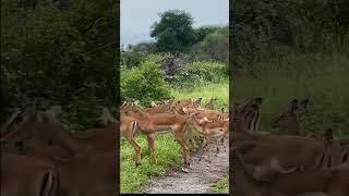 Palestine national animal mountain gazella animals freepalestine zoo [upl. by Ranice]