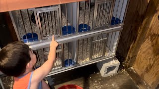 My son helping me feed our chickens galloskikirikis chicken kikirikis babychickens chicks [upl. by Enilorak259]