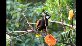 Montezuma Oropendola  Birds of Costa Rica  Rare Birds singing birds nature rainforest [upl. by Notsag]