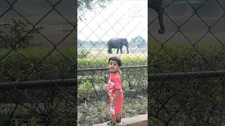 Animal sanctuary ytshorts youtubeshorts like share cutebaby subscribe [upl. by Brit]