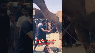 Unt kaise kattahe dekho bondhu rauitkattaviralvideo shortvideo shots [upl. by Annaehs]