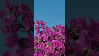 Winter season flowering plants 🥰gardenflowers​ nature​ youtubeshorts​ viralvideo​ [upl. by Lovich]