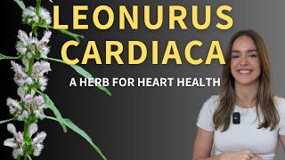 Exploring the Science of Motherwort Herbal Insights amp Practical Tips for Cardiovascular Health [upl. by Yorled167]