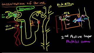 Renal Physiology Concentration of Urine [upl. by Bevin]