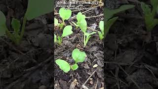 【自然農】 春蒔きミニ大根 2023年  【Natural Farming】 Japanese Radish in Spring 2023 shorts [upl. by Florio596]