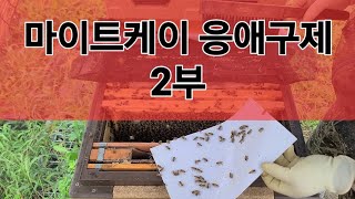 20240825 마이트케이개미산겔 처리 다음 날 결과개미산 응애구제에 대한 생각 [upl. by Affra]