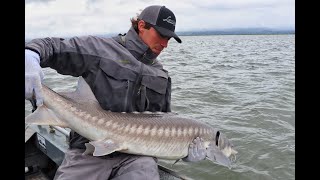 Battling BIG Sturgeon on the 9 Nightshift Surf Rod [upl. by Ateiram]