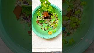 Kya hua hamare is breeding setup ka part 2 🐬 ytshorts guppy breeding [upl. by Kcirddor107]