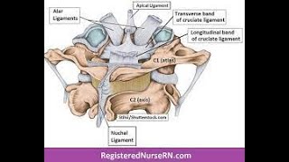 Ligamentum Nuchae Anterior amp Posterior Longitudinal and Transverse Ligaments [upl. by Fonda]