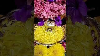 Gomatha mahalaxmi pooja 🙏✨ gomata mahalakshmi pooja vazhipadu aaradhanai devotional [upl. by Meece]