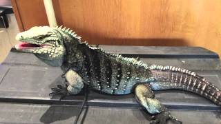 Casanova Rock Iguana Cyclura Lewisi hybrid 2015 [upl. by Darcy845]