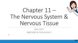 Chapter 11  EPSPs vs IPSPs [upl. by Kast]