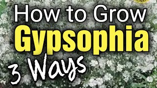 How to Grow Gypsophila from Seed  Babys Breath  3 Ways to Grow [upl. by Chassin]