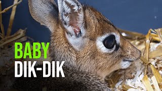 A Baby Dik dik [upl. by Lothar]