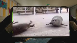 Bouncing Seals 2 MEME COMPILATION [upl. by Durarte]