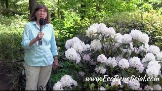 EcoBeneficial Tips Spotlight on Evergreen Native Rhododendrons [upl. by Acirea339]