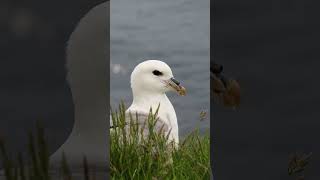 Fulmars Gross Defence Mechanism [upl. by Anilem]