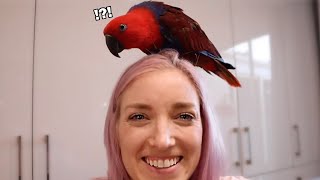 What Are Eclectus Parrots Like FUNNIEST MOMENTS [upl. by Parke]