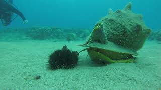 Helmet Conch chasing a sea urchin [upl. by Rosenberg]