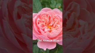 The Alnwick Rose David Austin jesienne kwitnienie 10102024 [upl. by Einre490]