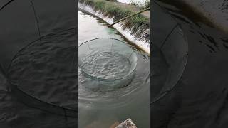 Grandpa Catches Fish With A Crazy Trick shortsvideo [upl. by Lamond]