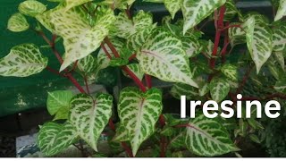 Iresine Herbstii PlantBlood Leaf PlantAmaranth Plant Grow amp care Beautiful Summer Plant [upl. by Yehtomit]