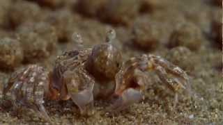 Sand Bubbler Crabs Making Sediment Balls on an Australian Beach From BBCs Blue Planet  HD [upl. by Cerys]