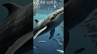 Please Subscribe  Why Are Sardine Fishes Jumping Out of Water [upl. by Zysk]