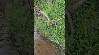 stream Ecology Upper catchment [upl. by Secrest]