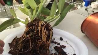 Cattleya Orchid Care Tips on How to repot a Large Unruly Cattleya Orchid with lots of Roots [upl. by Dayna]