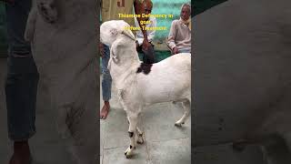 Thiamine Deficiency in goatBefore Treatment [upl. by Hamrah]