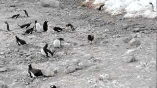 Skua attacks penguin steals chicks and eats them whole graphic [upl. by Corabella383]