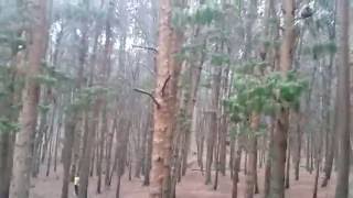 Pine forest kodaikanal Tamil Nadu India [upl. by Mook]