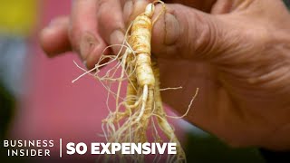 Why Wild Ginseng Is So Expensive  So Expensive  Business Insider [upl. by Innoc]