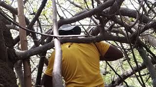 Casca de Umbuzeiro O Poder Natural para Cicatrização l 191024 l [upl. by Boaten]