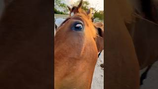 Funny Horses 😂🤪🤦‍♂️ horse horses funnyhorse animals [upl. by Duyne]